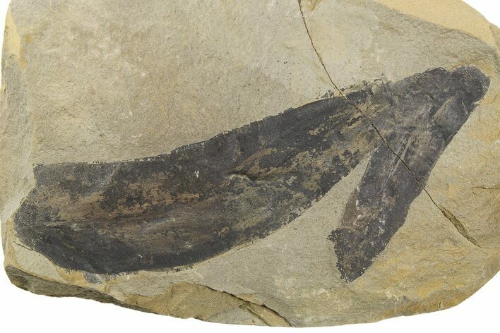 Fern (Macroneuropteris) Fossil - Mazon Creek #262590